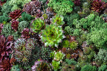 Background with different types of natural green succulent plants in direct sunlight