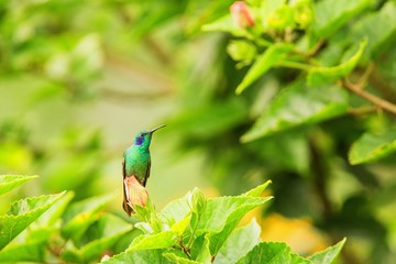 Green violet-ear sitting on flower, hummingbird from tropical forest,Peru,bird perching,tiny bird resting in rainforest,clear colorful background,nature,wildlife, exotic adventure trip