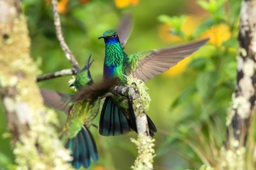 Green violet-ear sitting on branch, hummingbird from tropical forest,Ecuador,bird perching,tiny bird with outstretched wings,clear colorful background,nature,wildlife, exotic rainforest trip