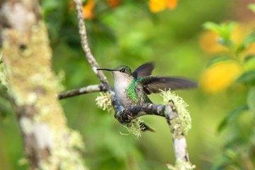 Andean emerald sitting on branch, hummingbird from tropical forest,Ecuador,bird perching,tiny bird with outstretched wings,clear colorful background,nature,wildlife, exotic rainforest trip