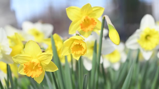 Daffodils blooming in the garden. Spring