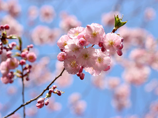 beautiful blooming tree in spring