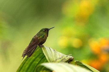 Glowing Puffleg sitting on leaf, hummingbird from tropical rain forest,Ecuador,bird perching,tiny beautiful bird resting on tree in garden,clear background,nature scene from wildlife