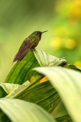Glowing Puffleg sitting on leaf, hummingbird from tropical rain forest,Ecuador,bird perching,tiny beautiful bird resting on tree in garden,clear background,nature scene from wildlife