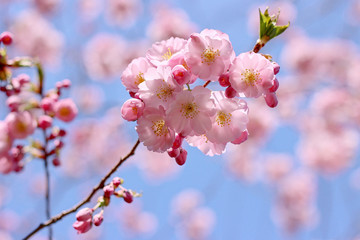 beautiful blooming tree in spring