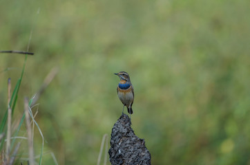 beautiful male Bluethroat (Luscinia svecica)