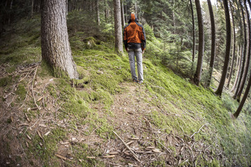 Naklejka premium A trekker walking solo among the forest in a cloudy day