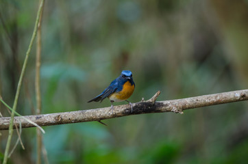 Naklejka premium Hill Blue Flycatcher on a branch