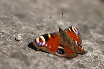 Fototapeta na wymiar Butterfly (Aglais io) resting on a stone