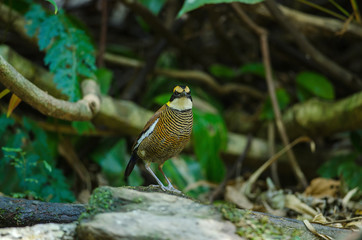 Beautiful female of Malayan Banded Pitta ( Hydrornis irena)