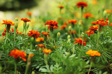 Close up of beautiful Marigold flower in the garden. Macro of marigold in flower bed sunny day. Magrigold background or tagetes card.