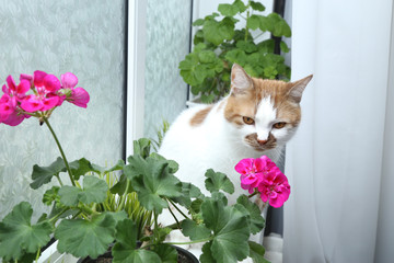 A cat sniffs flowers. Houseplant in a pot on the window. Flowering indoor plants.
