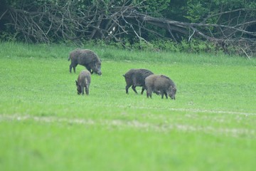 Fototapeta na wymiar wildlife wild boar near the forest grazing grass