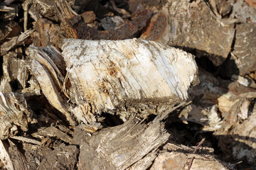 Wood cut to pieces chips biomass and mud on ground