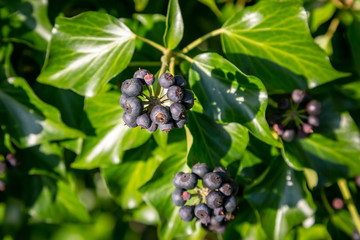 Ivy leaves and berries in winter, growing in the Sussex countryside