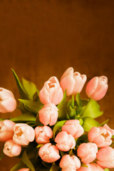 The bouquet of pink (coral) tulips on pastel background