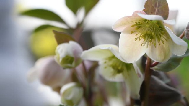 Hellebore in the garden. Last winter in expectation of Spring