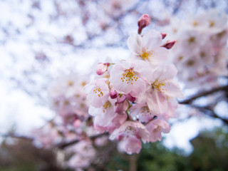 Fototapeta premium 桜