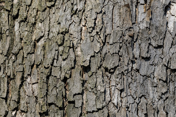 Background of dark grey old tree bark surface, simple natural textured background