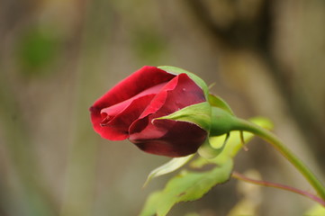 rose rouge