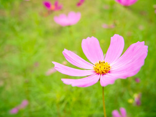 Obraz premium 秋桜