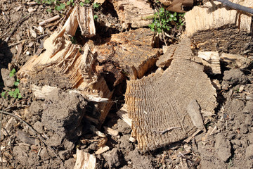 Wood cut to pieces chips biomass and mud on ground