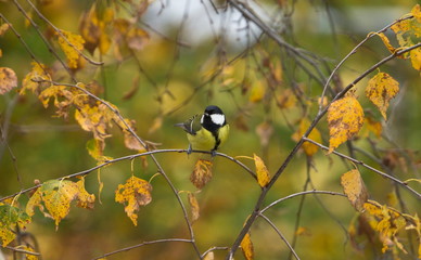 the titmouse on the branch of a birch