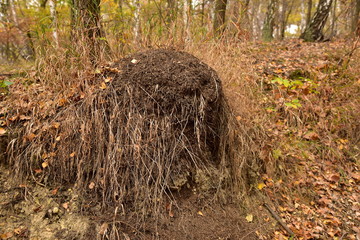 Kalvarie Anthill