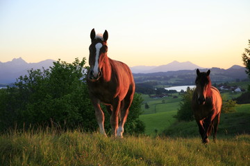 Pferde bei Abndstimmung im Allgäu © BS