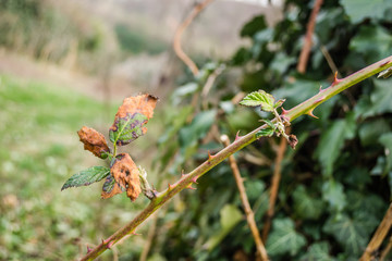 wild blackberry weeds