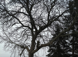 Baum