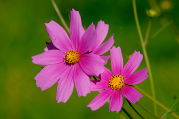 Obraz premium Cosmea in pink