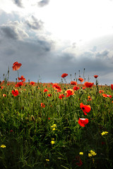 Fototapeta na wymiar Spectacular vivid bloom close up of Poppies in Poppy field. Hello spring, Spring landscape, rural background, Copy space. Flower poppy flowering on background poppies flowers. Nature.