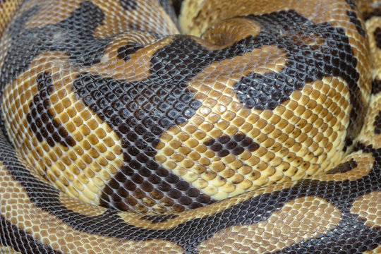 Close up Ball python snake skin