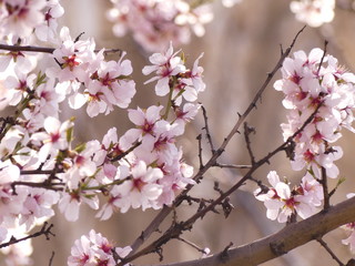 Many plants bloom in spring. including fruit trees (cherries, plums, peaches, and others).