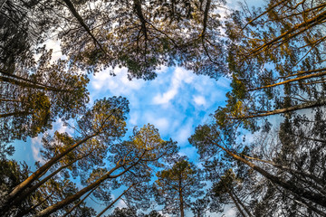 Sky and clouds breaking through the top of the pine forest.