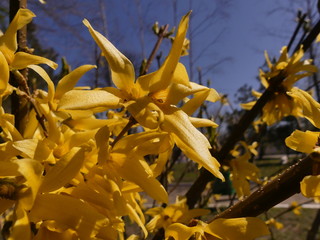 Forsythia (Forsythia) is a shrub and small tree plants of the Olive family .  Motherland - Eastern Asia, and Southeastern Europe.