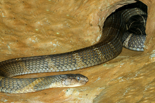 Close up big king cobra snake in cave at thailand