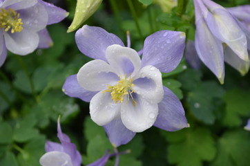 Close up of mixed white blue Aquilegia Vulgaris, European columbine flowers in garden with waterdrops on petals