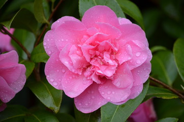 Close up of pink magenta Camelia flower in a garden with water drops on petals