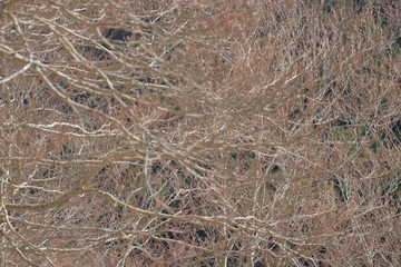 background of tree branches