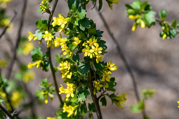 Obraz premium Branch with yellow flowers of Ribes aureum, known as golden currant,&nbsp;clove currant,&nbsp;pruterberry&nbsp;or&nbsp;buffalo currant, in a garden in a sunny spring day, 