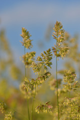 Wiesen - Knäuelgras (Dactylis)