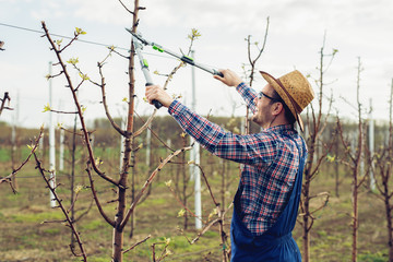 Young man pruning branches of fruit tree in springtime 