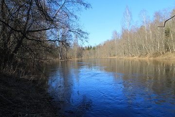  Spring in the forest