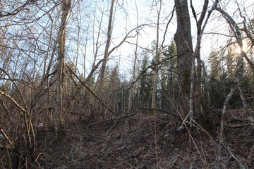  Spring in the forest