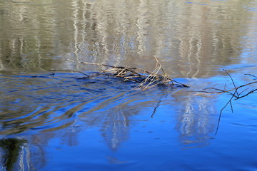  Spring in the forest