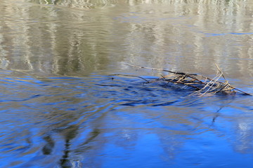  Spring in the forest