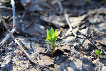  Spring in the forest