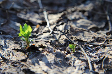  Spring in the forest